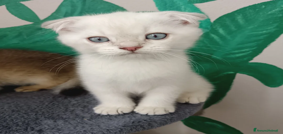 Immagine della galleria {{count}}