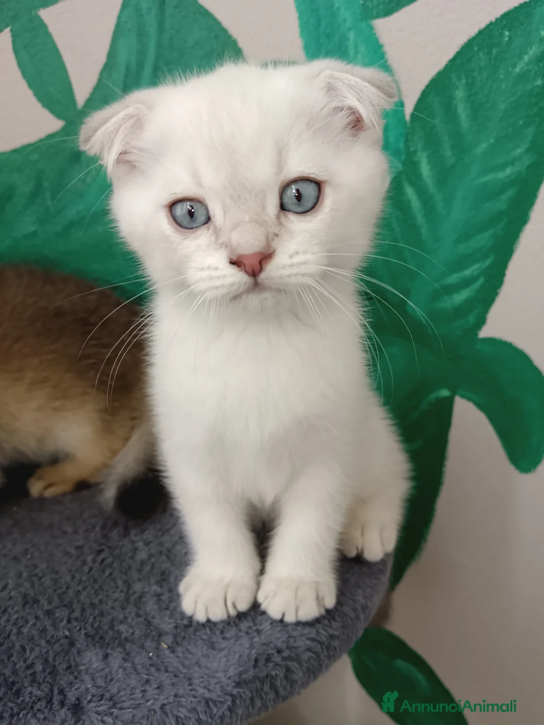 Immagine della galleria {{count}}