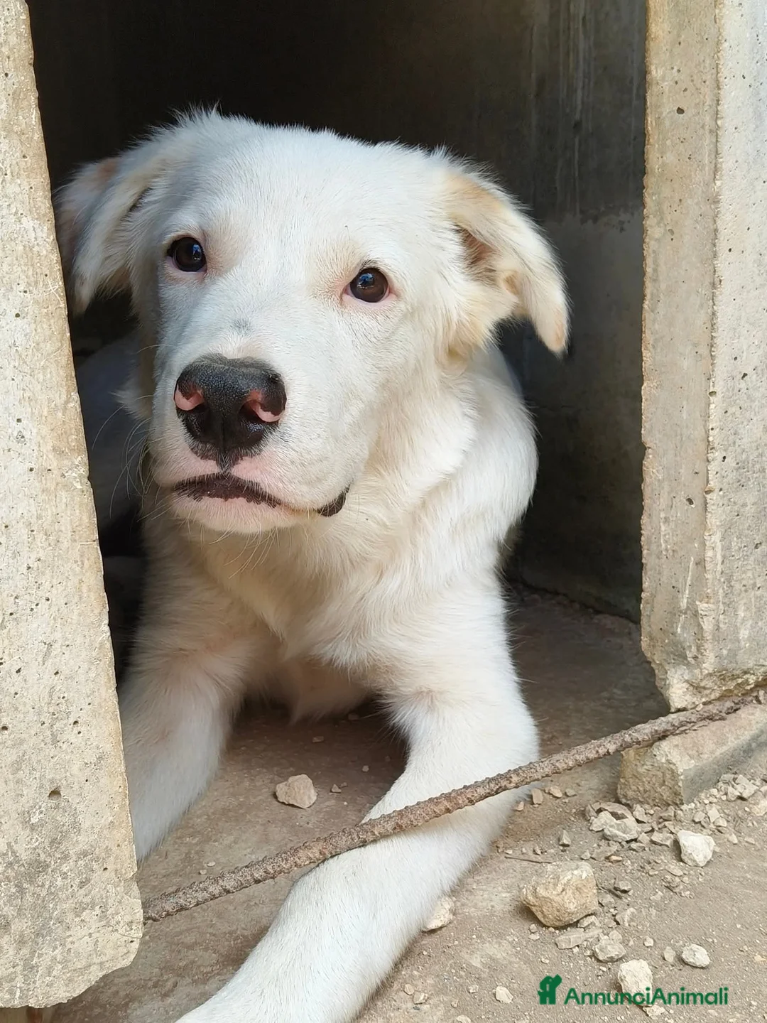 Meticcio cani in regalo: Snoopy  - Annuncio 1