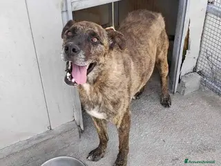 Meticcio cani BALU' buono con tutti - Annuncio 22