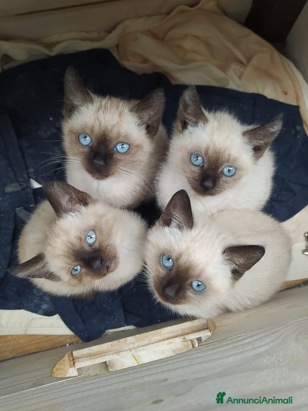 Siamese gatti in vendita: Cuccioli di siamesi thai  a Provincia di Latina - Immagine 2