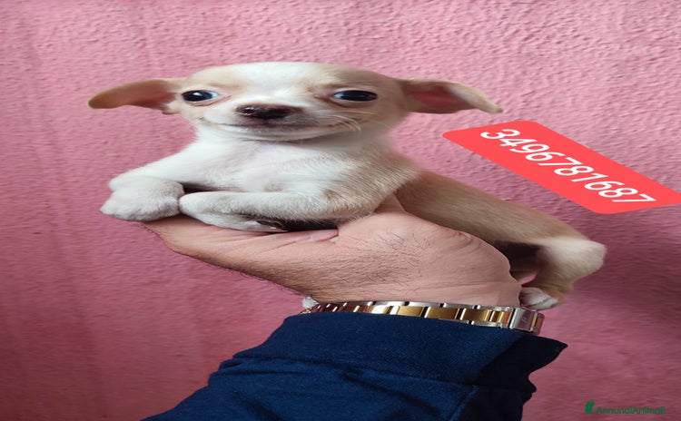 Chihuahua cani - Annuncio 9