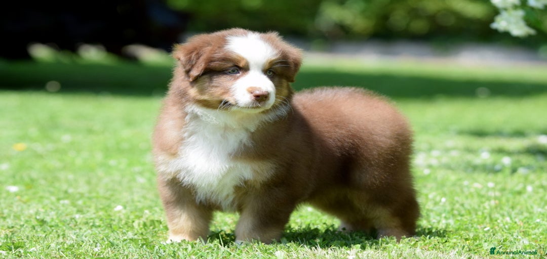 Immagine della galleria {{count}}