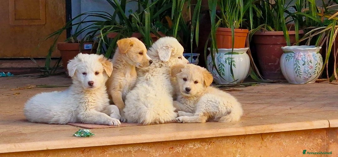 Meticcio cani in regalo: SHIVA 🩷-cucciola pastore musetto vispo, cerca 🏠  - Annuncio 6