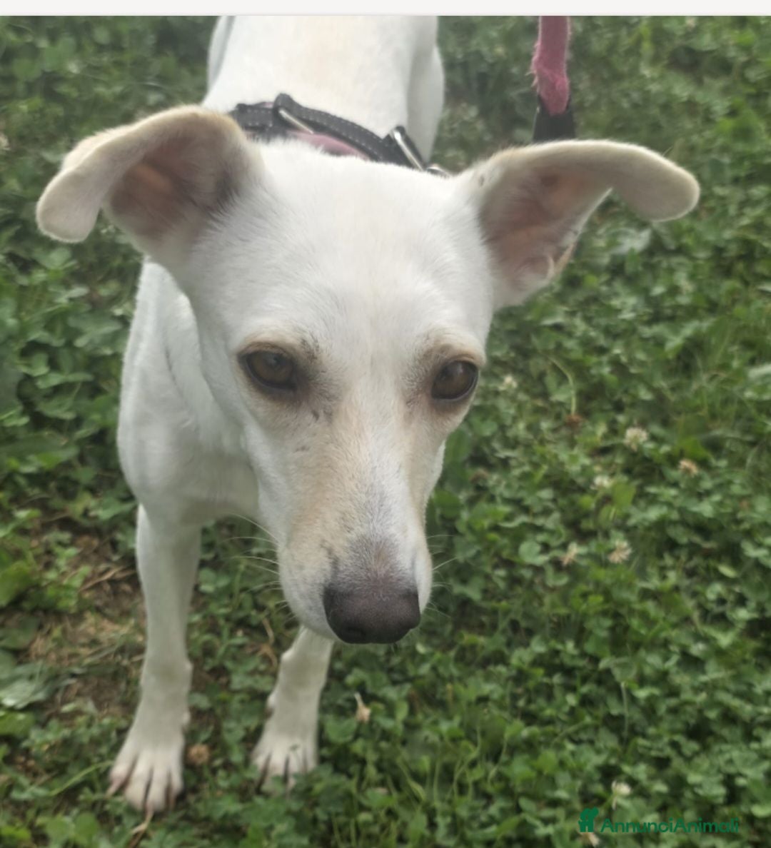 Meticcio cani Femmina 2anni kg10 salvata a giugno BERGAMO  - Annuncio 28