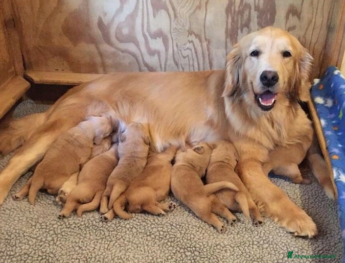 Golden Retriever cani in vendita: GOLDEN RETRIEVER con Pedigree ENCI - Annuncio 2