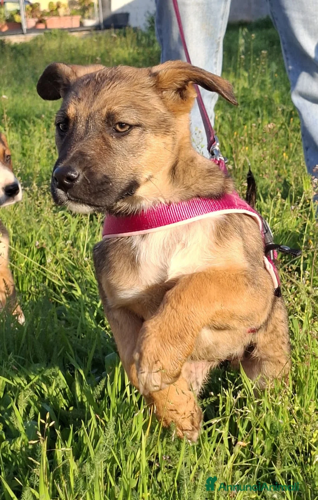 Meticcio cani in regalo: Fucsia Cerca Famiglia. Info Monica 3890238584 a Città Metropolitana di Firenze - Annuncio 1