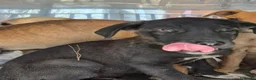Meticcio gatti in regalo: 22CUCCIOLI !!! AIUTATECI A TROVAR CASA!SICILIA SOS - Annuncio 2