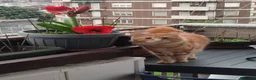 Maine Coon gatti in vendita: Cuccioli Maine coon  - Annuncio 12