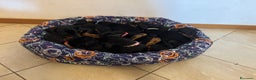 Dobermann cani in vendita: Cuccioli di dobermann - Annuncio 3
