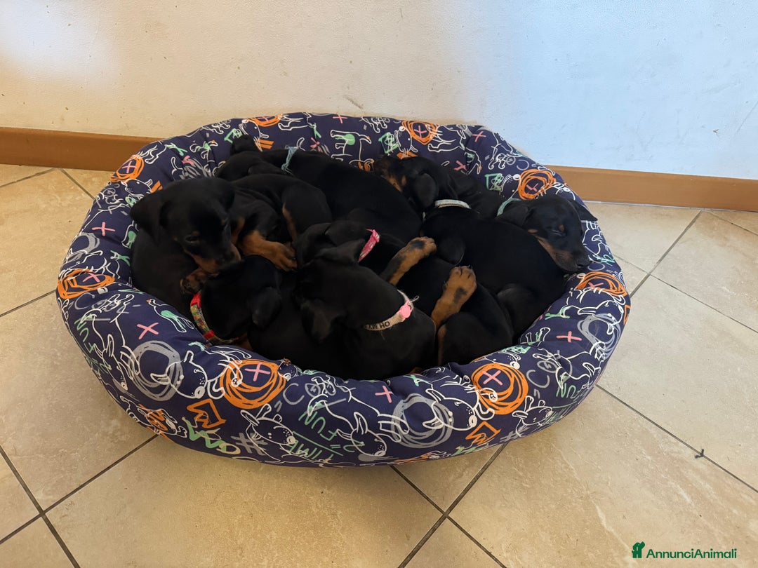 Dobermann cani in vendita: Cuccioli di dobermann - Annuncio 3