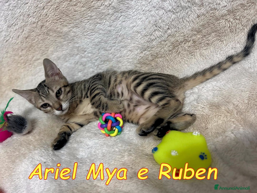 Europeo gatti in regalo: TRE GATTINI DOLCISSIMI CERCANO CASA - Annuncio 4