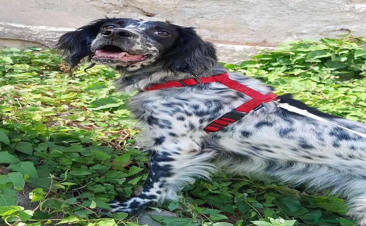 Setter Inglese cani UNA FAMIGLIA PER PERLA  - Annuncio 11