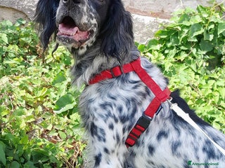 Setter Inglese cani UNA FAMIGLIA PER PERLA - Annuncio 19