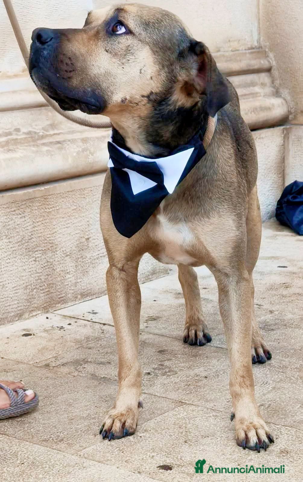 Meticcio cani Bobby simil pit fuori, angelo nell anima - Annuncio 16