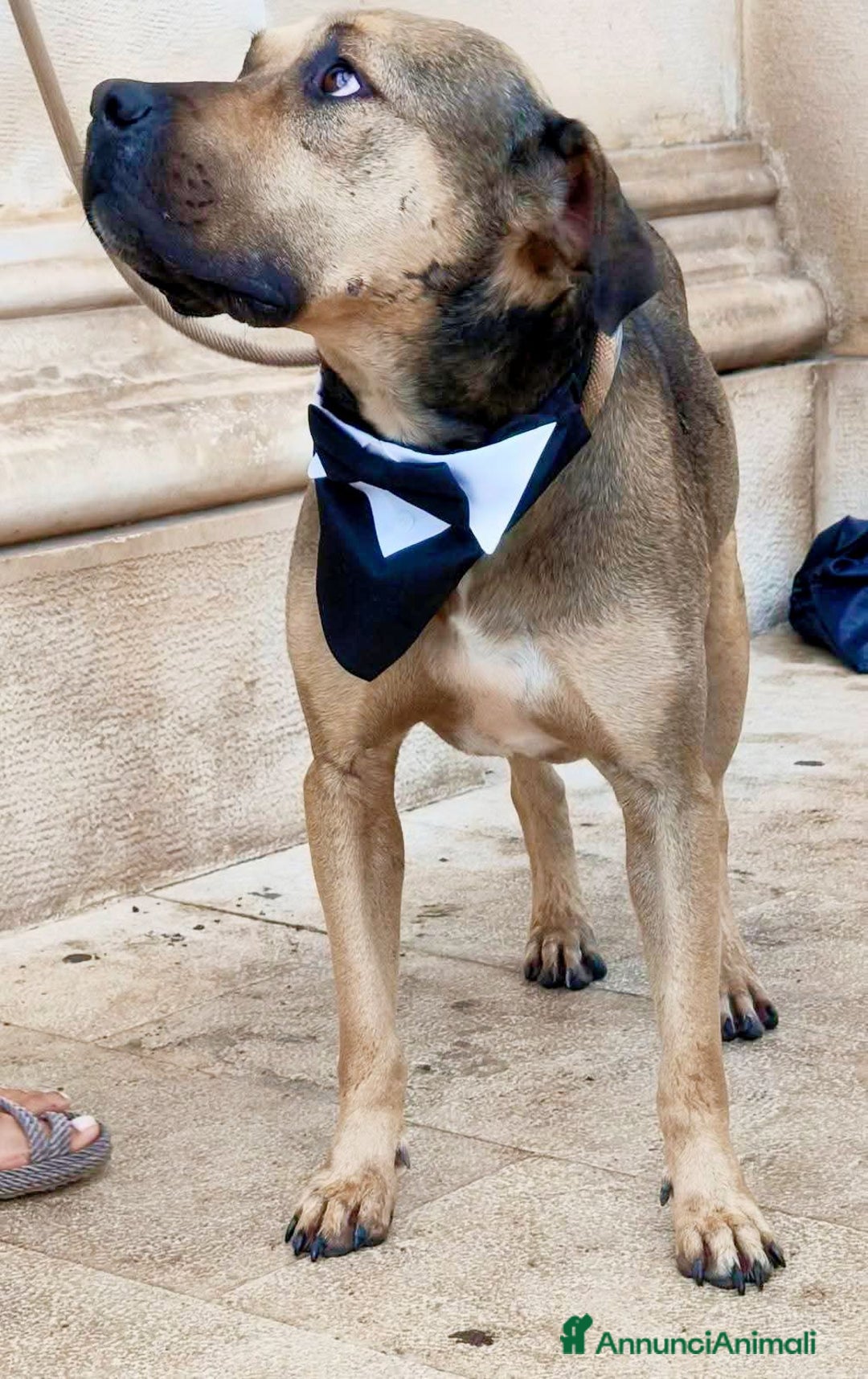 Meticcio cani in regalo: Bobby simil pit fuori, angelo nell anima - Annuncio 1