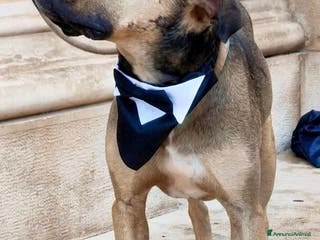 Meticcio cani Bobby simil pit fuori, angelo nell anima - Annuncio 16