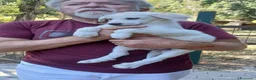 Meticcio cani in regalo: LA BELLA BONITA HA BISOGNO DI UNA MAMMA - Annuncio 3