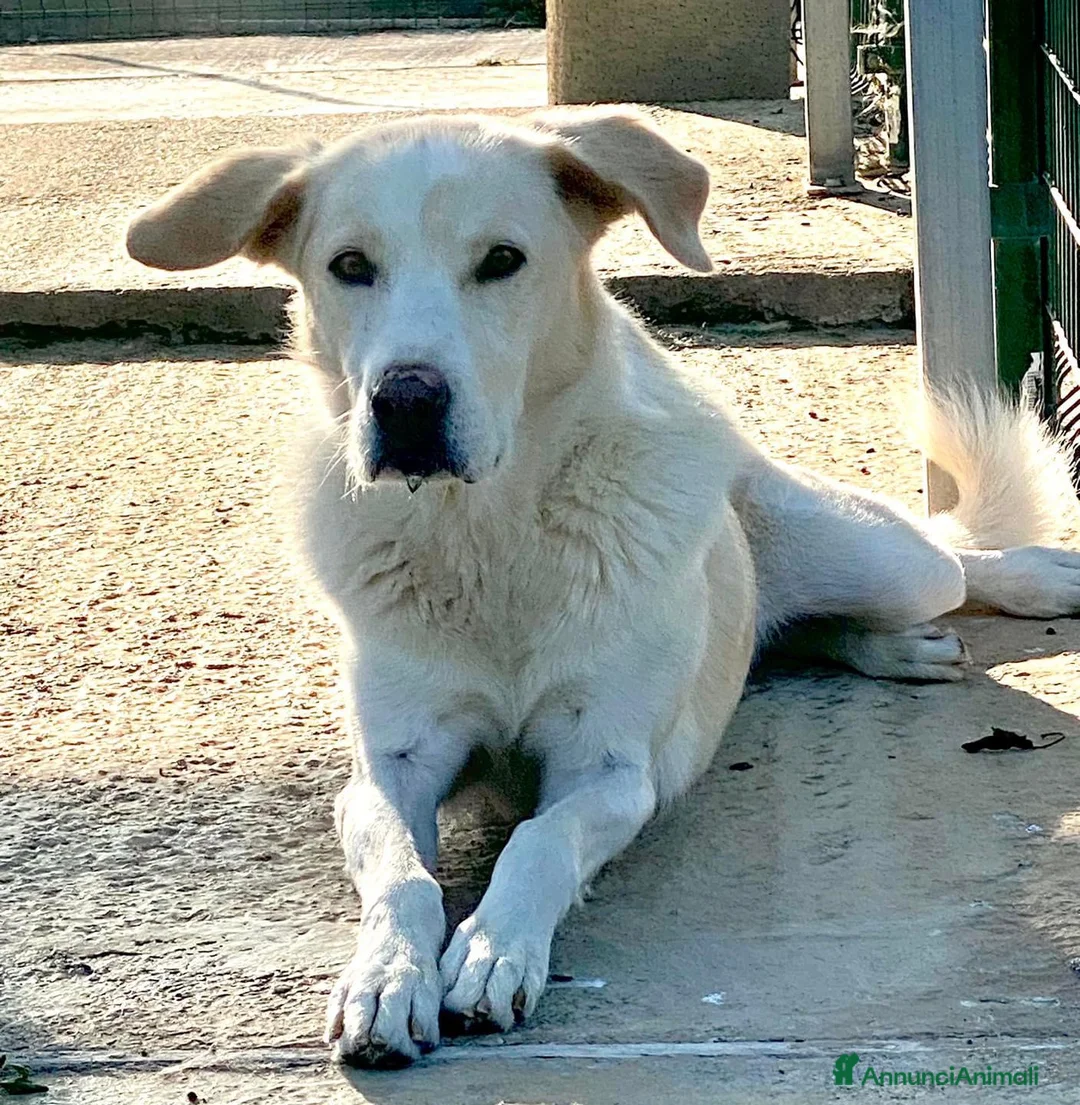 Meticcio cani in regalo: Adozione del cuore per stella. - Annuncio 5