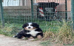 Bovaro del Bernese cani in vendita: Bovaro del Bernese cuccioli  a Provincia di Parma - Immagine 1