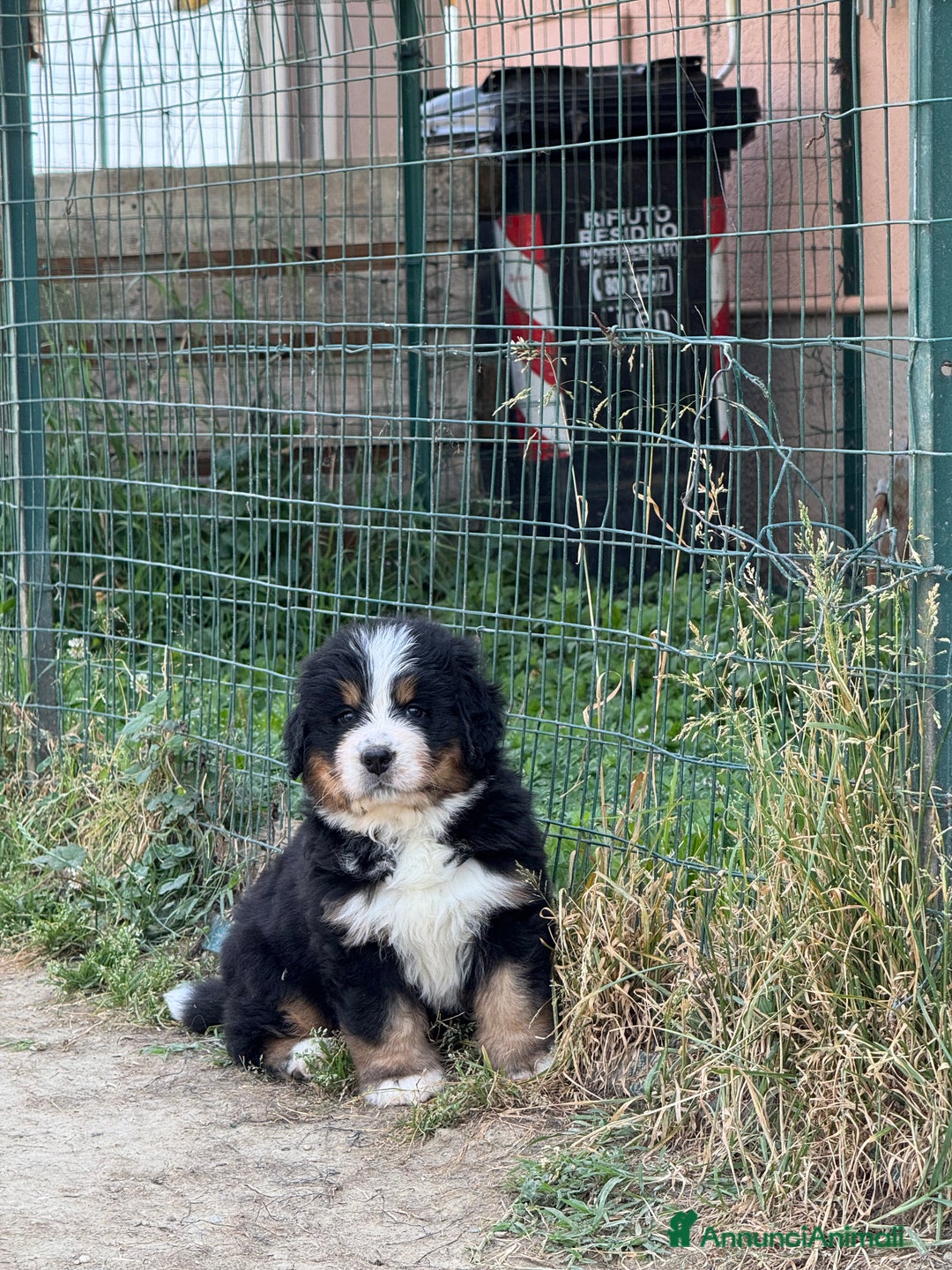 Bovaro del Bernese cani in vendita: Bovaro del Bernese cuccioli  a Provincia di Parma - Immagine 1
