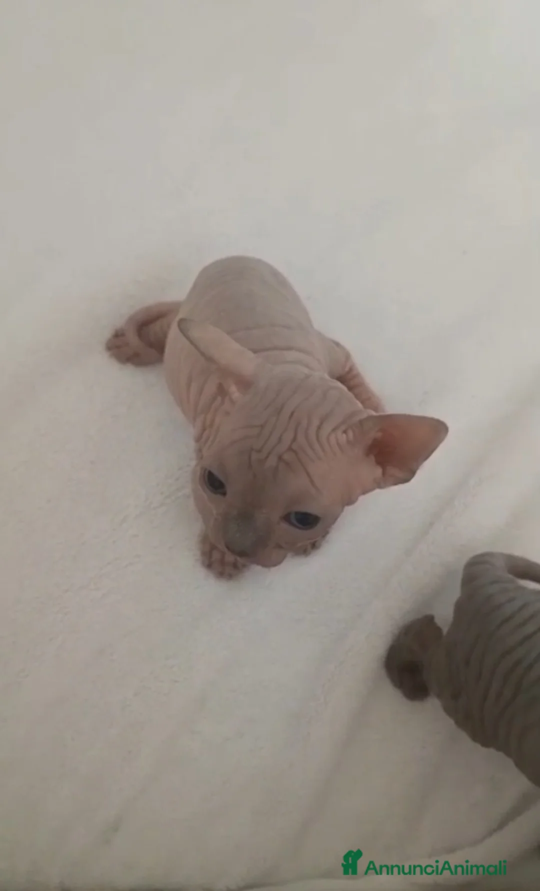 Sphynx gatti in vendita: Cuccioli di sphynx con pedigree  - Annuncio 2