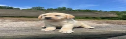 Labrador cani in vendita: Cuccioli labrador gialli - Annuncio 7