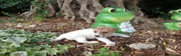 Jack Russell cani in vendita: Cucciola di Jack russel terrier zampa corta  - Annuncio 6