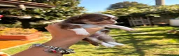 Chihuahua cani in vendita: Chihuahua  - Annuncio 7