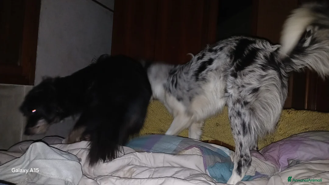 Australian Shepherd cani per accoppiamento: pastore australian della lessinia - Annuncio 2