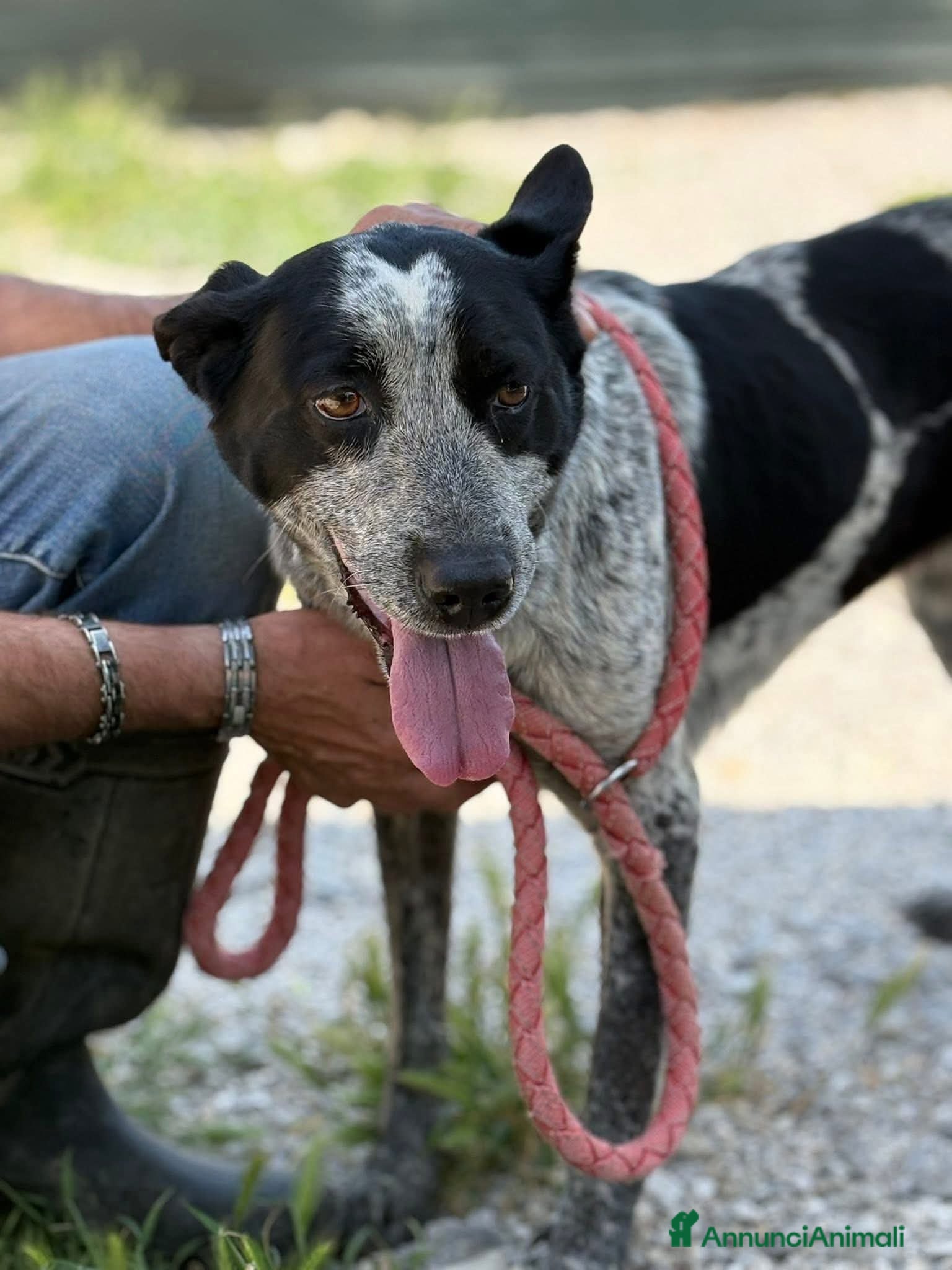 Altre razze cani Taglia media, 3 anni scarsi, dolce FLORA  - Annuncio 2