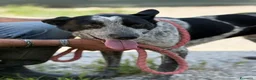 Altre razze cani in regalo: Taglia media, 3 anni scarsi, dolce FLORA  - Annuncio 4