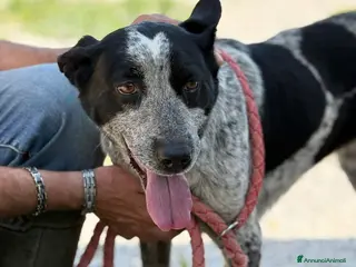 Altre razze cani Taglia media, 3 anni scarsi, dolce FLORA - Annuncio 2