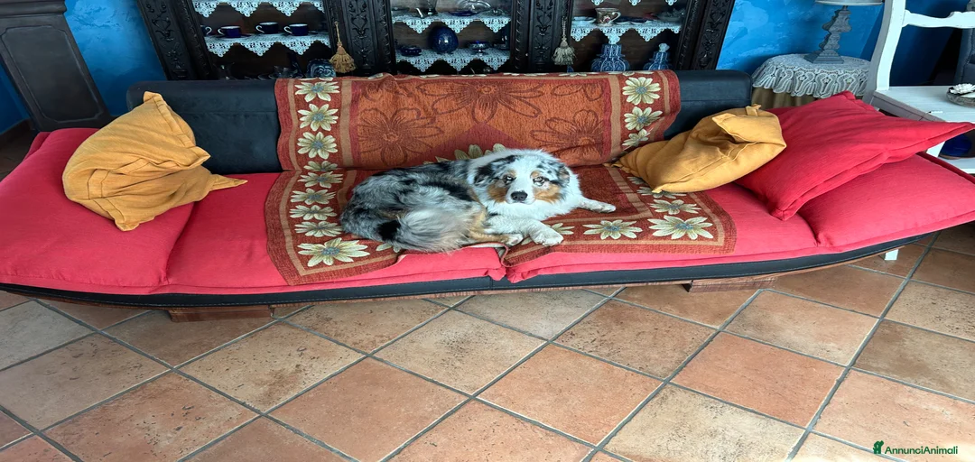 Immagine della galleria {{count}}