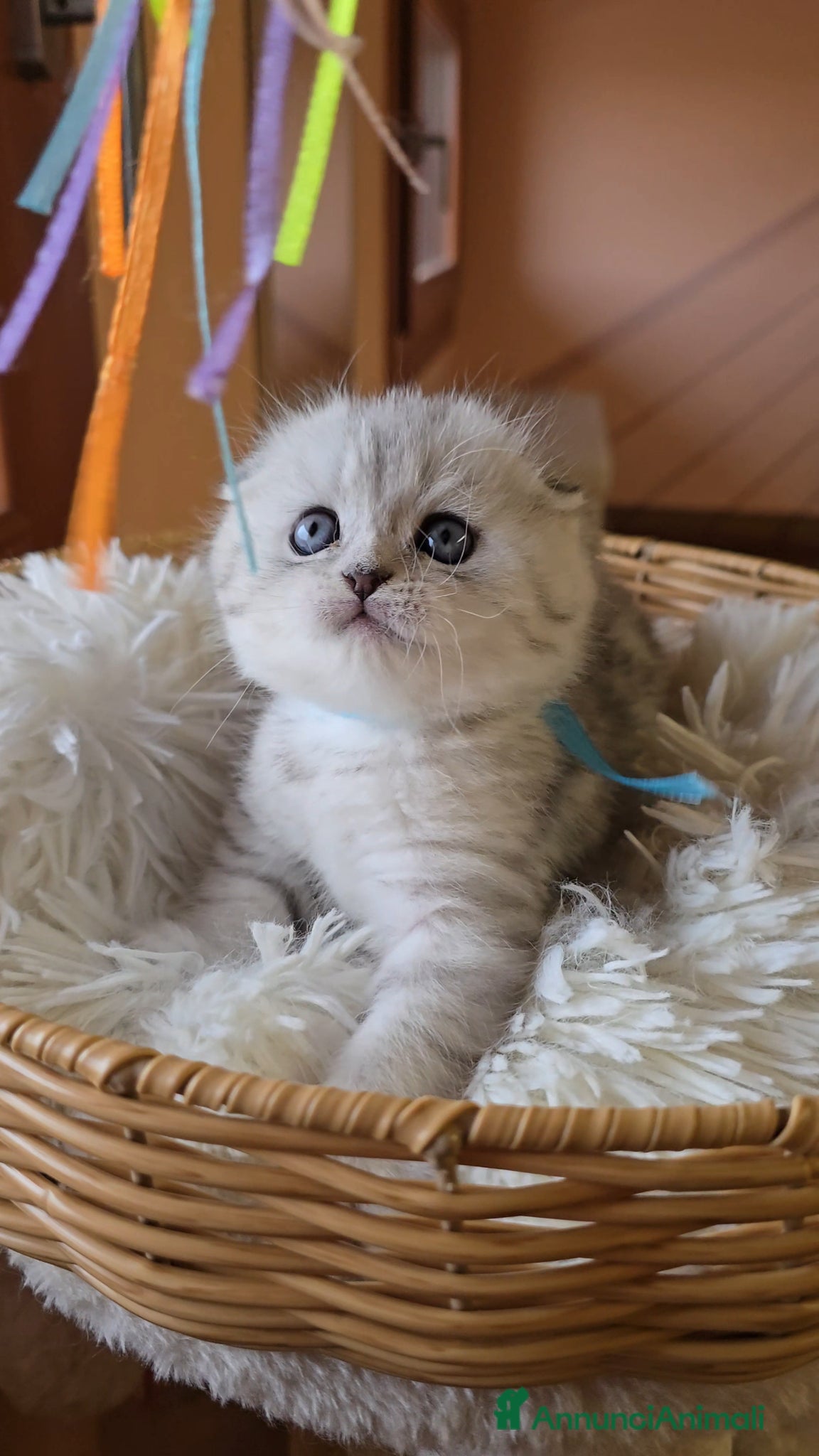 Scottish gatti Gattini Scottish fold e straight silver - Annuncio 1