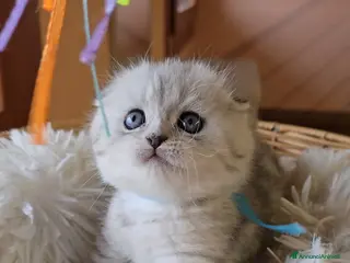 Scottish gatti Gattini Scottish fold e straight silver - Annuncio 1
