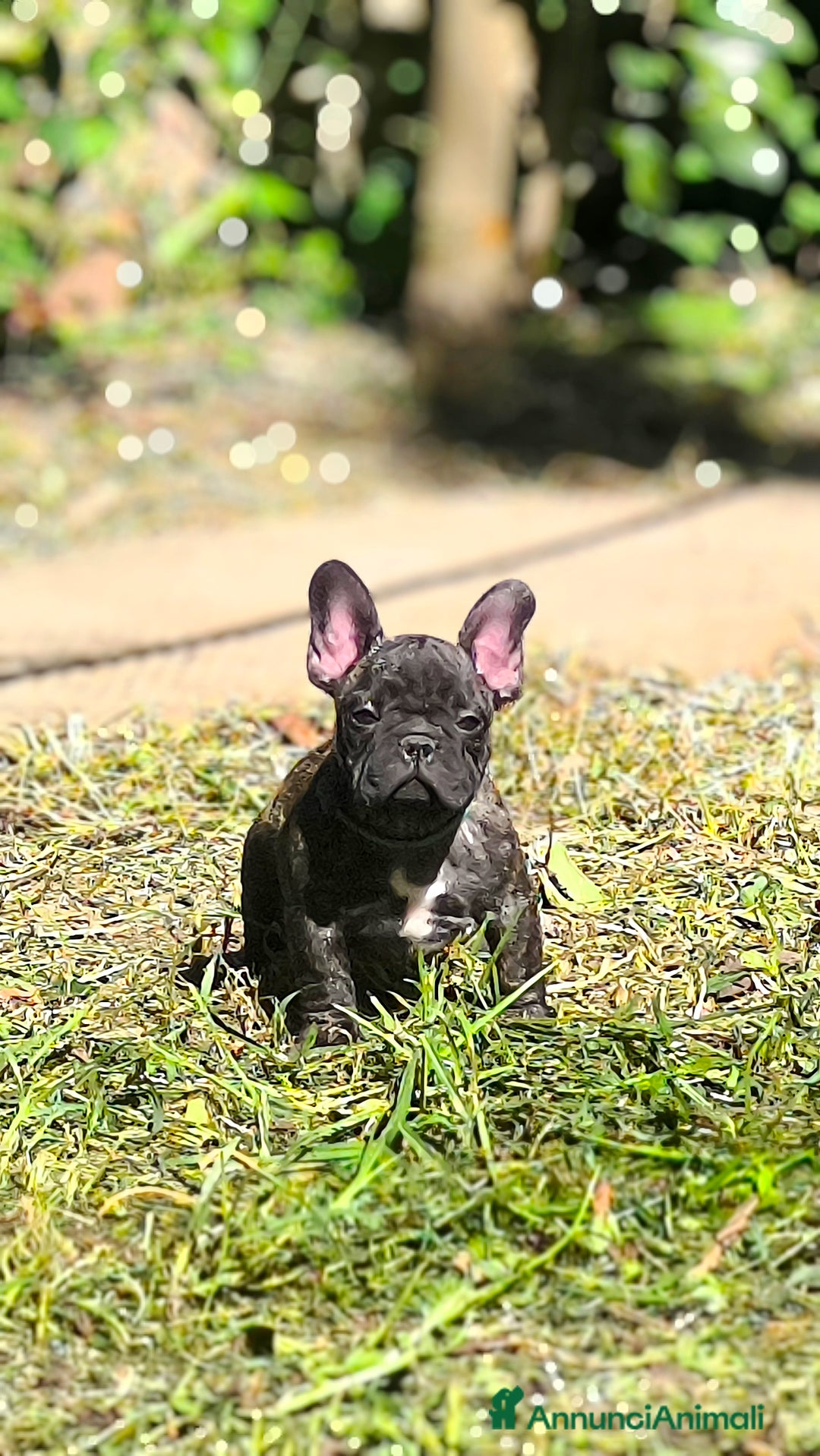 Bulldog Francese cani in vendita: Bulldog francese cuccioli enci a Provincia di Salerno - Annuncio 7