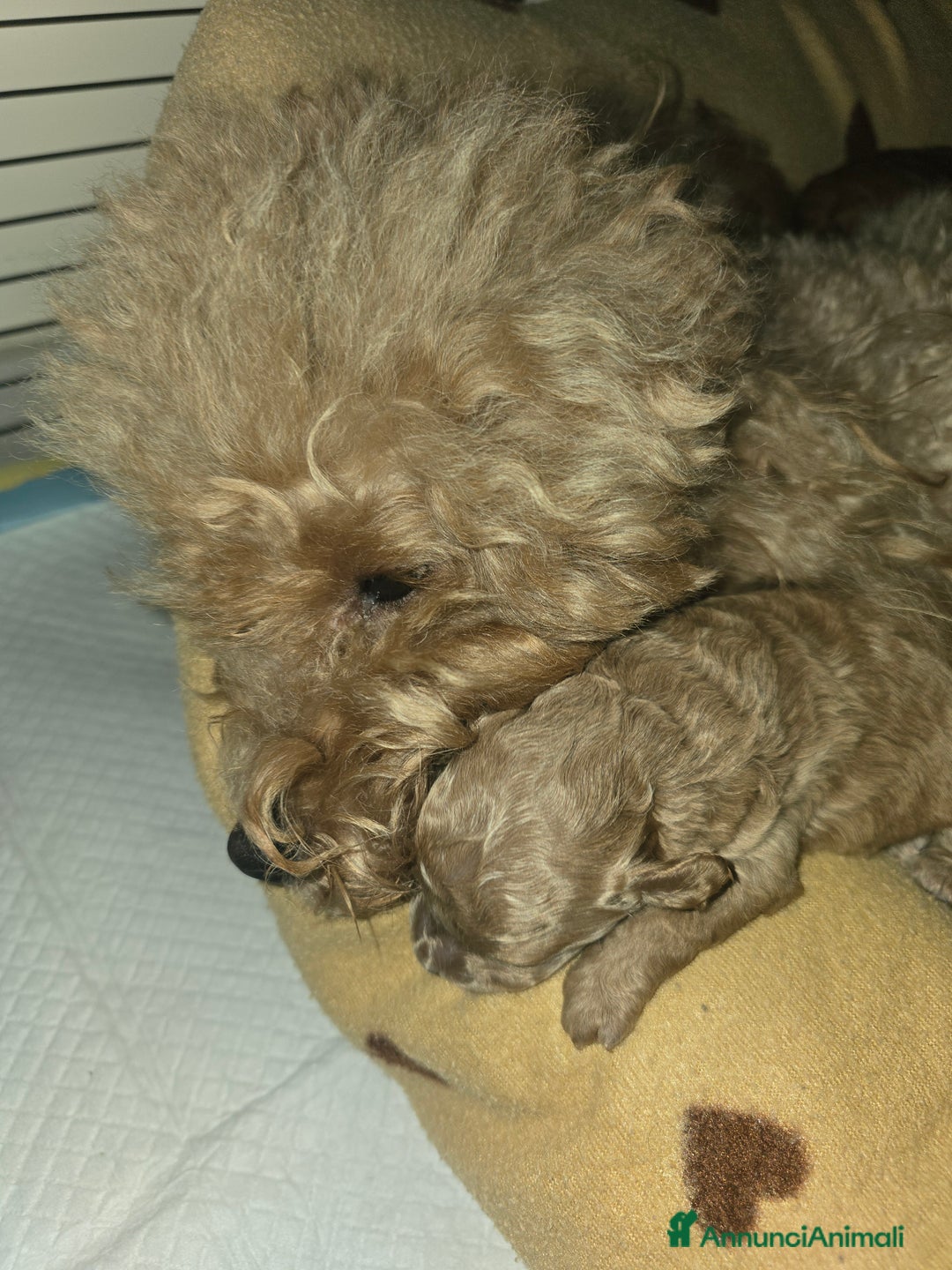 Barboncino Toy cani in vendita: VENDO CUCCIOLI DI BARBONCINO TOY - Annuncio 23