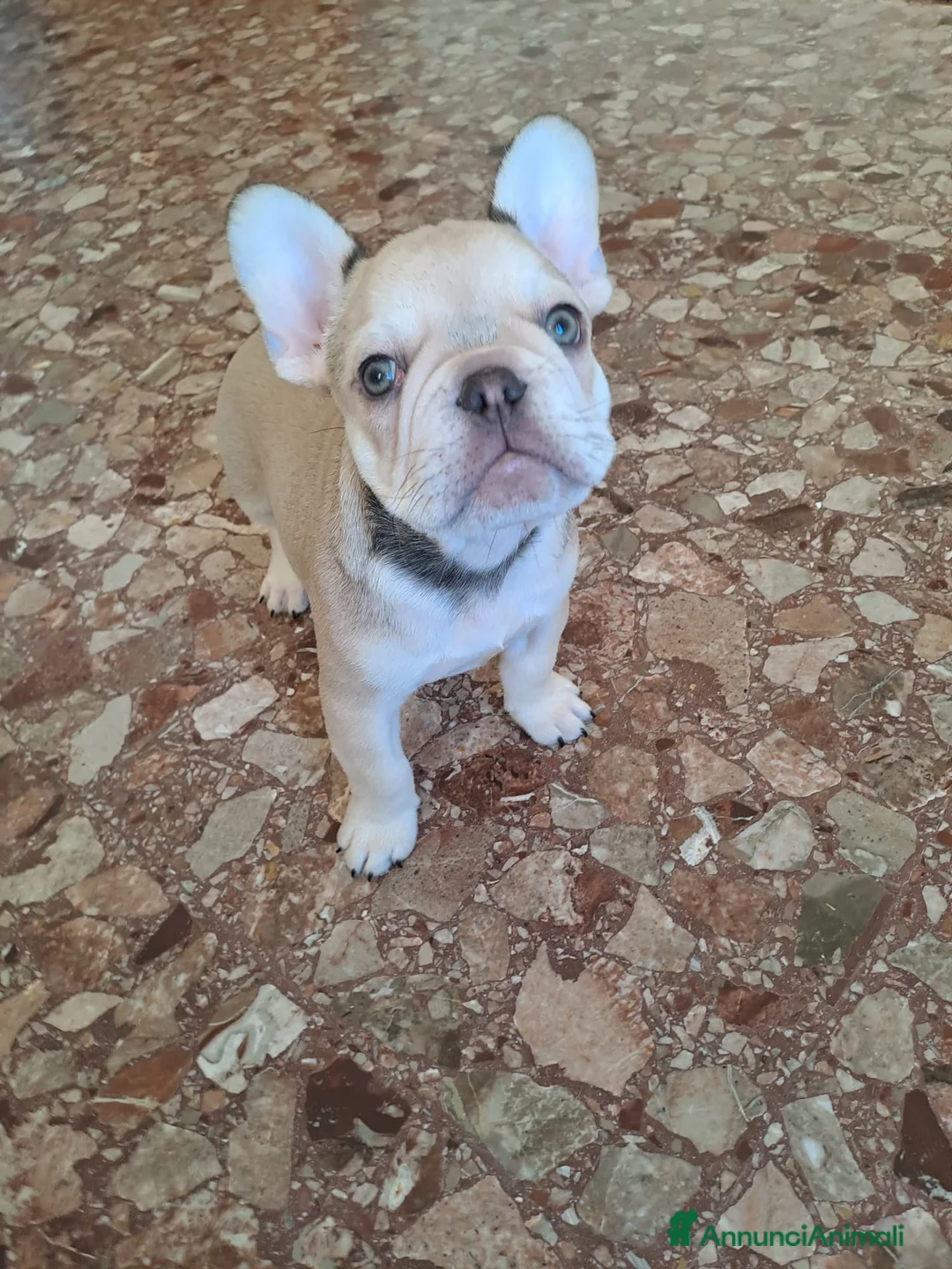 Bulldog Francese cani in vendita: I cucciolini di bulldog francese esotici - Annuncio 2