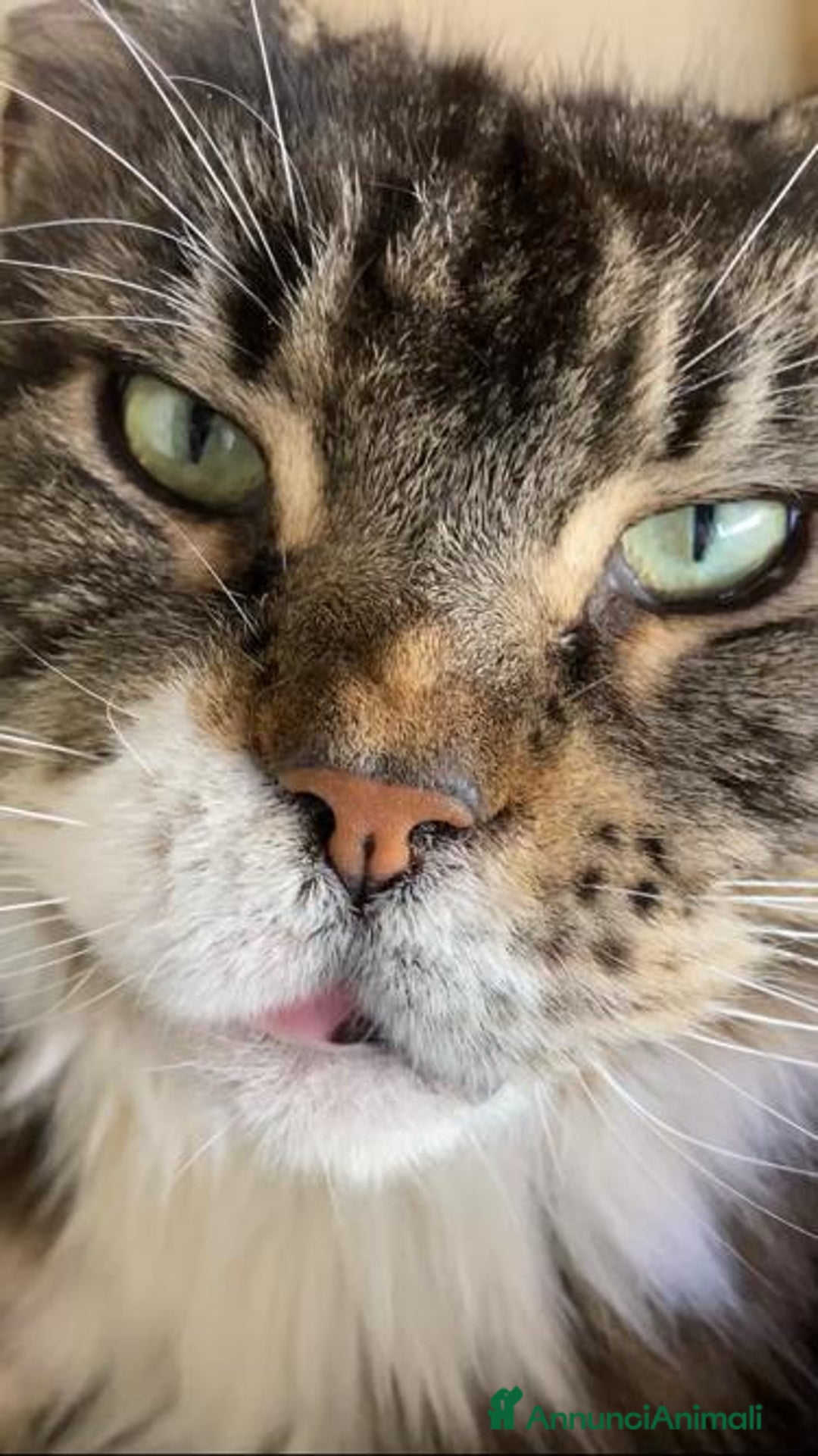 Immagine della galleria {{count}}