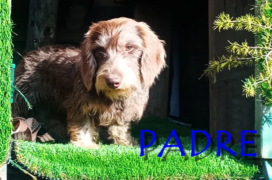 Bassotto cani in vendita: Bassotti a pelo duro a Provincia di Bergamo - Annuncio 4