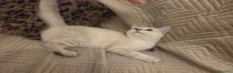 Scottish gatti in regalo: Micini scottish molto uniti  a Provincia di Bergamo - Annuncio 13