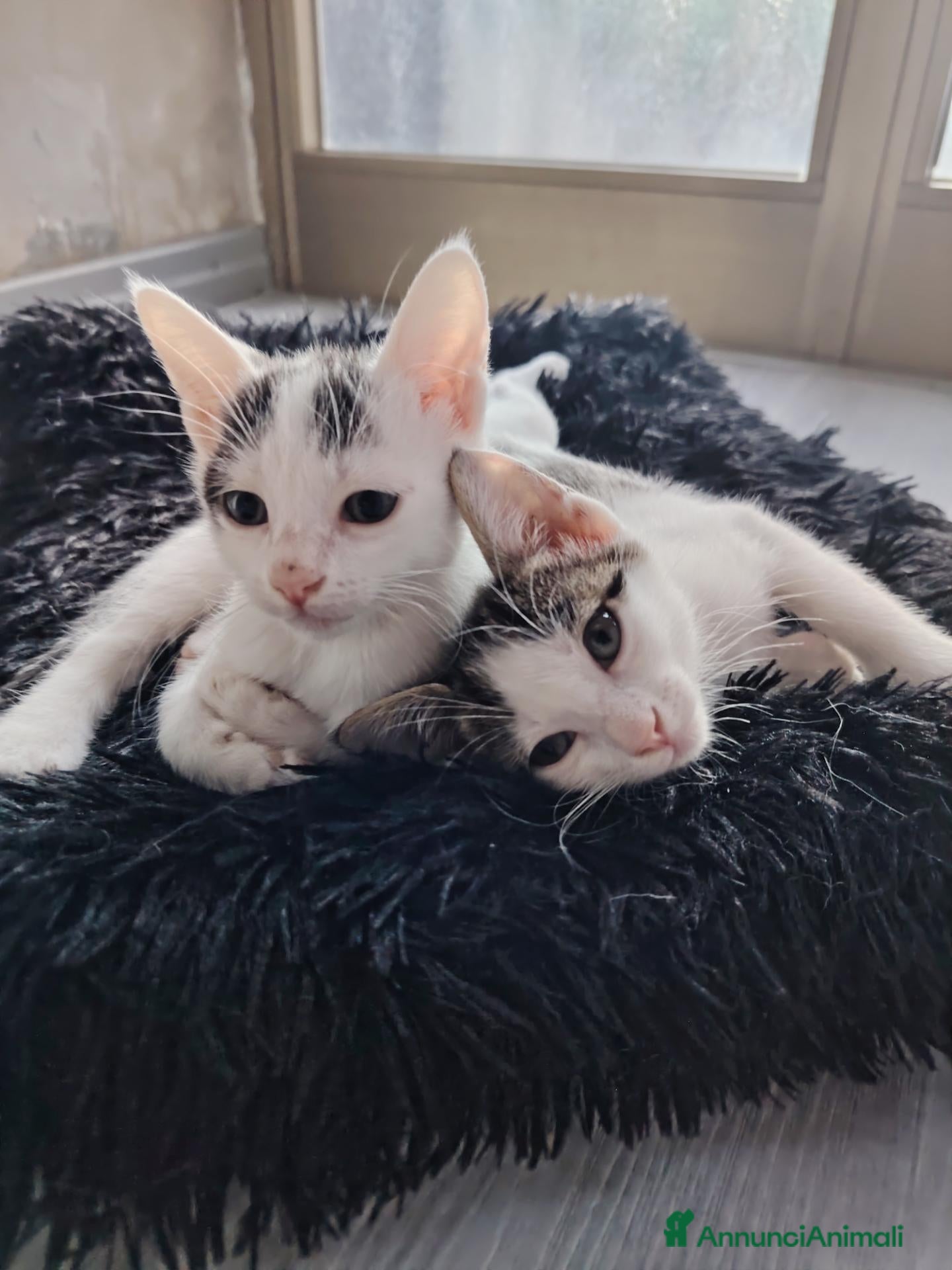 Meticcio gatti Gattini in regalo - Annuncio 5