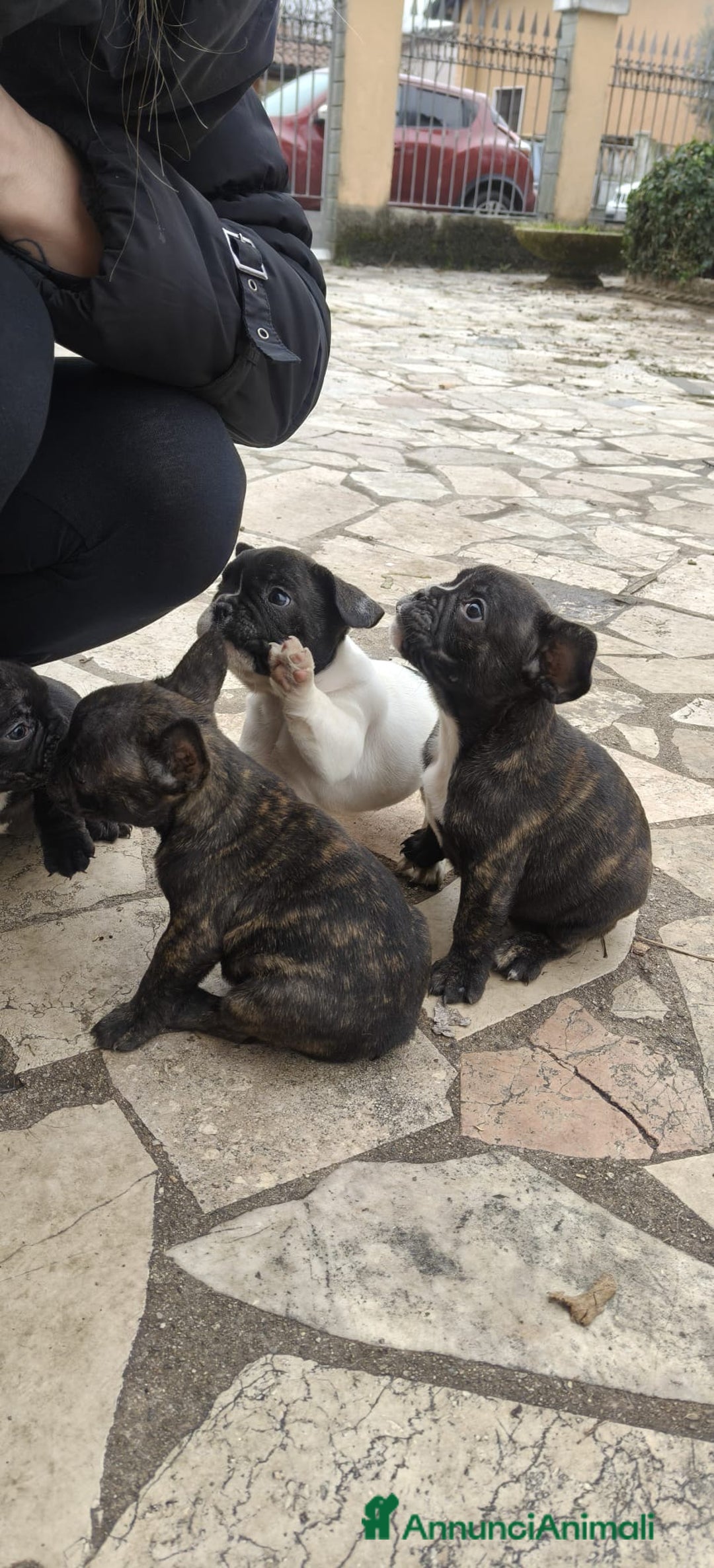 Bulldog Francese cani in vendita: Vendo cuccioli bulldog francese - Annuncio 5