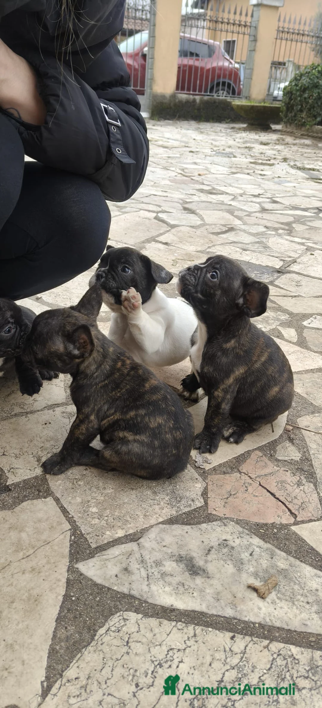 Bulldog Francese cani in vendita: Vendo cuccioli bulldog francese - Annuncio 4
