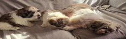 Shih Tzu cani in vendita: Cuccioli maschietti 2 vendesi - Annuncio 2