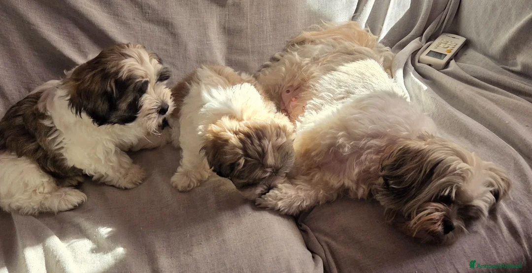 Shih Tzu cani in vendita: Cuccioli maschietti 2 vendesi - Annuncio 2