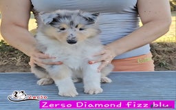 Collie cani in vendita: Collie pastore scozzese  a Provincia di Viterbo - Immagine 6
