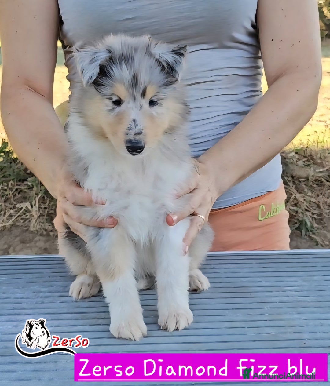 Collie cani in vendita: Collie pastore scozzese  a Provincia di Viterbo - Immagine 6