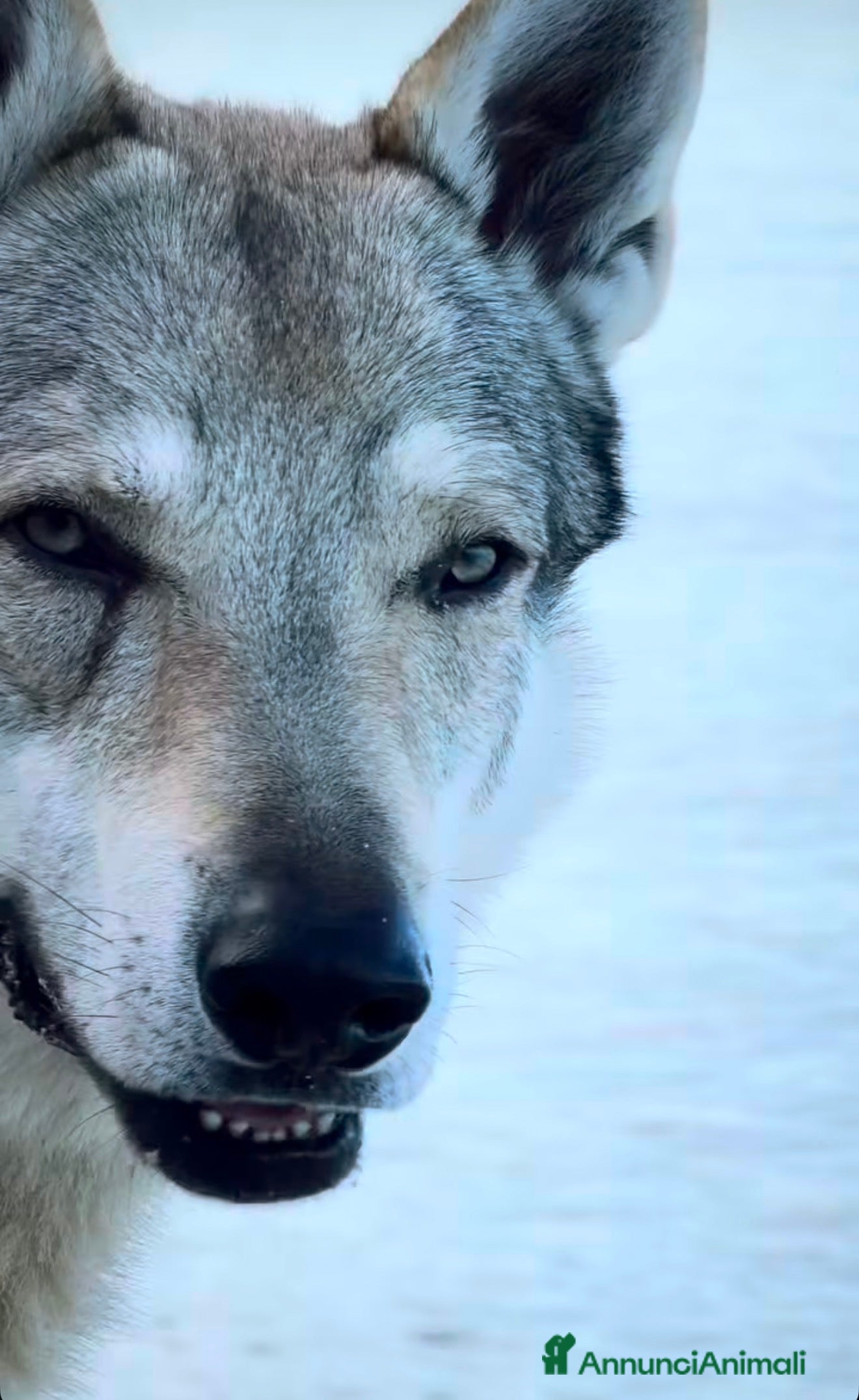 Lupo Cecoslovacco cani Vero lupo cecoslovacco 3 anni - Annuncio 2